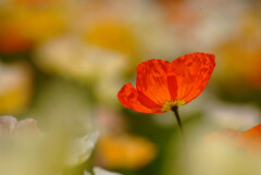 春を楽しむ✿Poppy