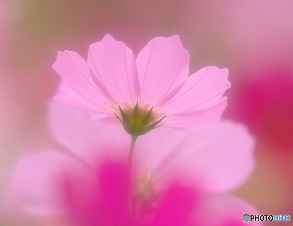 秋桜物語・（Ⅰ）