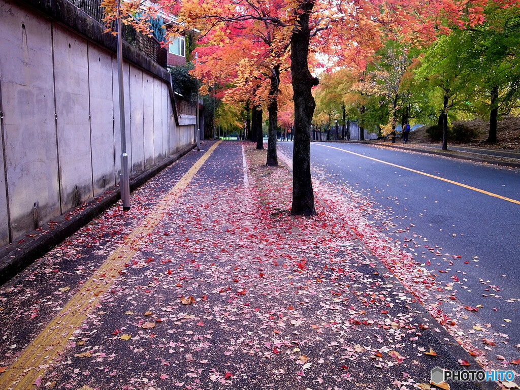 紅葉散歩Ⅳ❁三色彩道2022