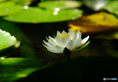 水無月の夢・睡