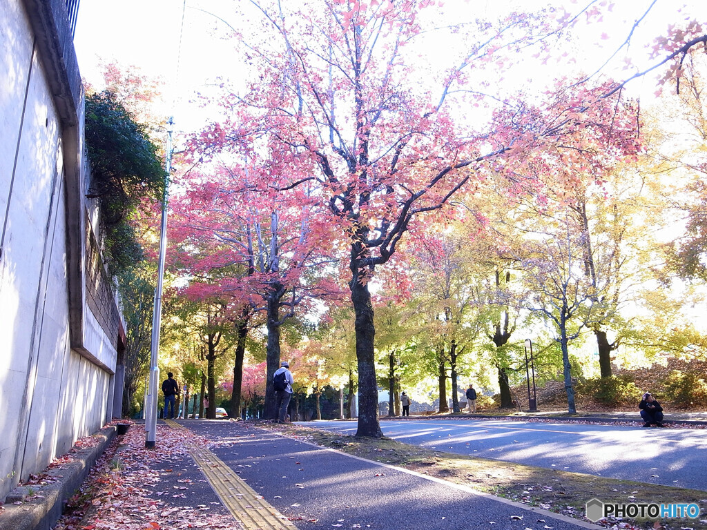紅葉散歩Ⅷ❁三色彩道2023