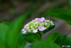 紫陽花の詩