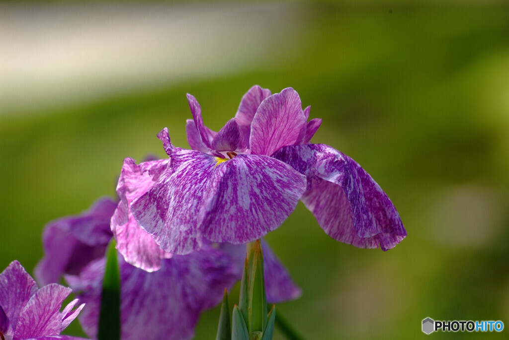 涼暮月の朝❁菖蒲