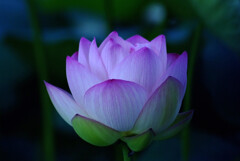 酔いしれて✿七夕月の蓮