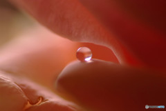 恋する惑星・雫