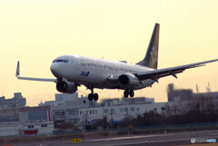Japanese beautyⅦ✈Boeing 737-800 