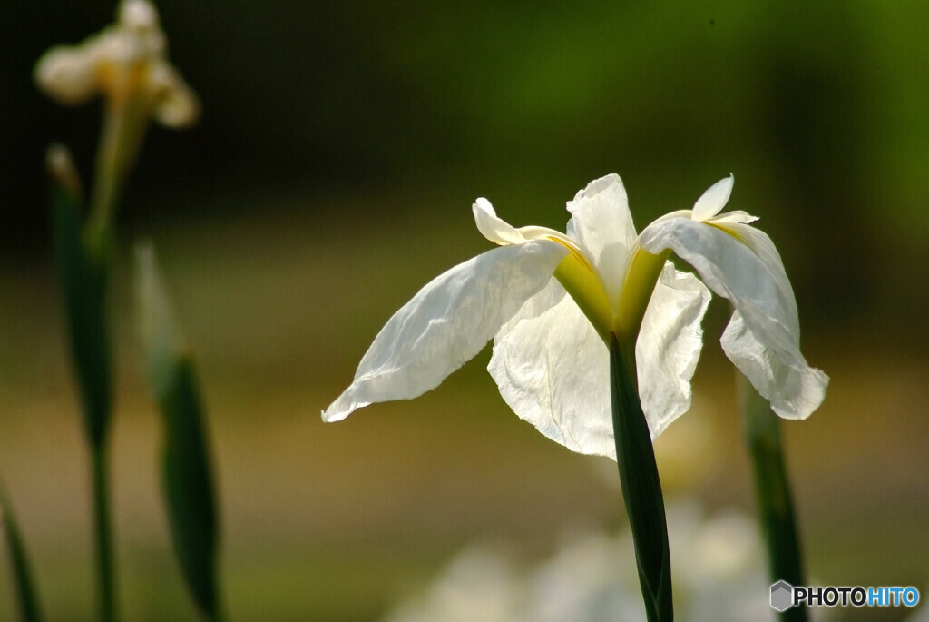 皐月の風❁菖蒲