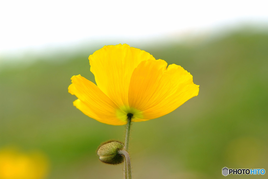 弥生の灯り・華