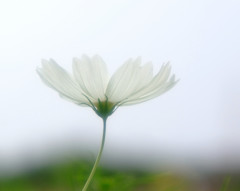 白い想い・秋桜