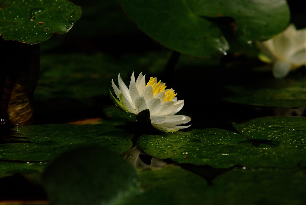 薫風・睡