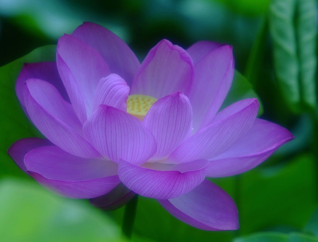 幸せの時間（Ⅱ）・蓮