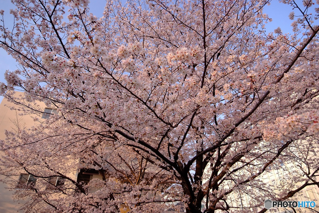 朝焼け・阪大桜