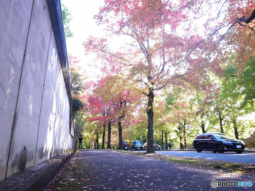 紅葉Drive・秋