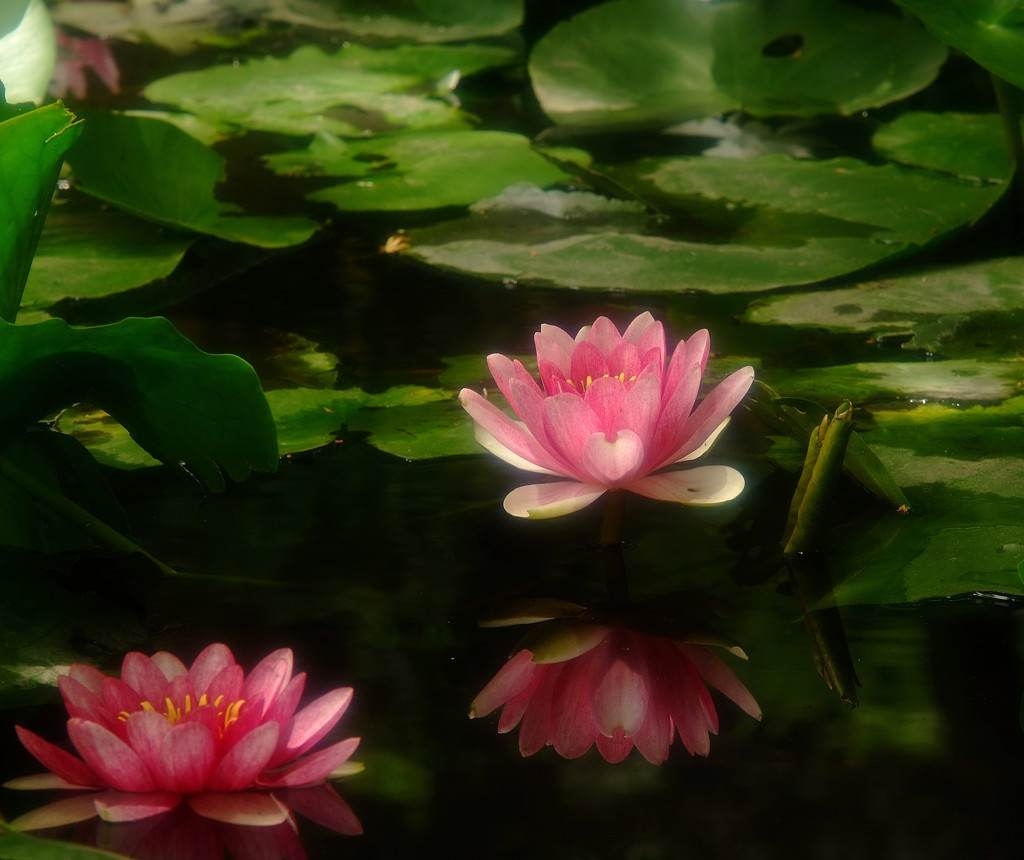 静寂・蓮