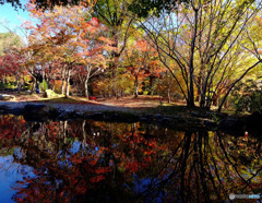 静寂・紅葉峡にて