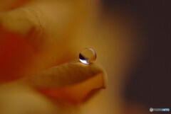 恋する惑星✾雫