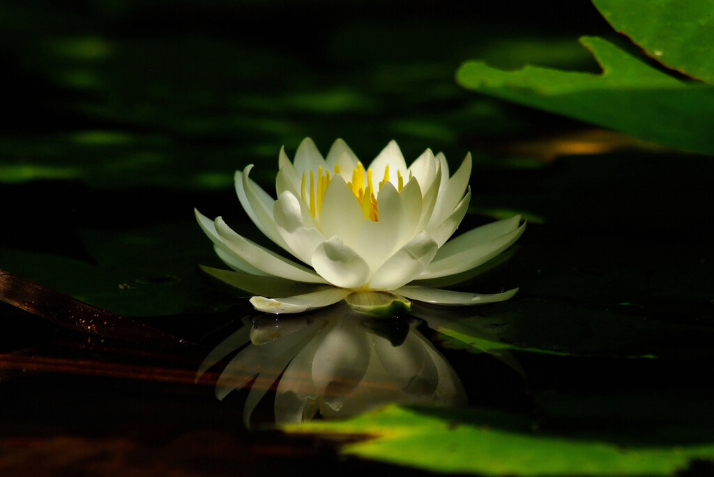 常夏月の灯✿睡蓮