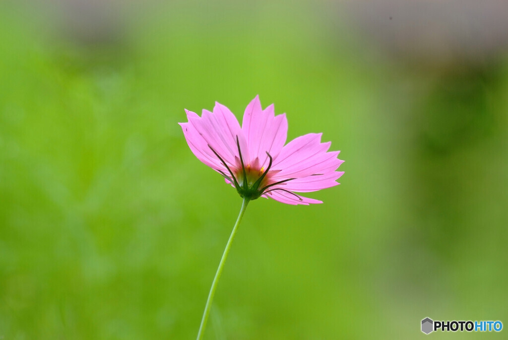 秋を楽しむ✿華の時