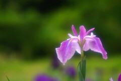 水月の風✿菖蒲