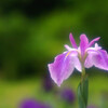 水月の風✿菖蒲