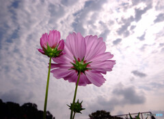 Last Good-Bye・2019