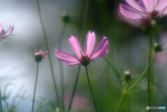 都会のOasis✿9月の秋桜