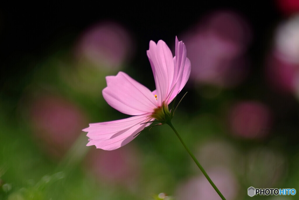 秋の出会い❁秋桜の時