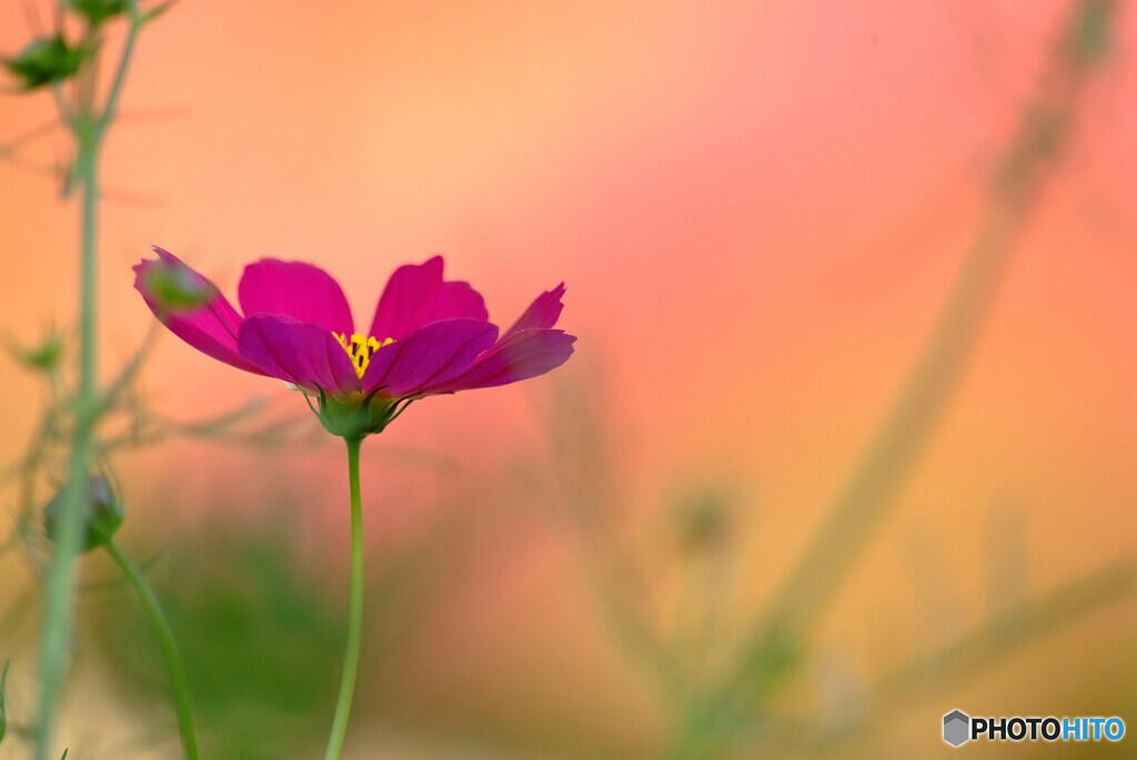 情熱の華✿こすもす