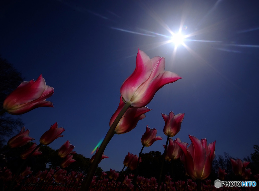 輝く君にYellを！