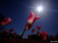 輝く君にYellを！