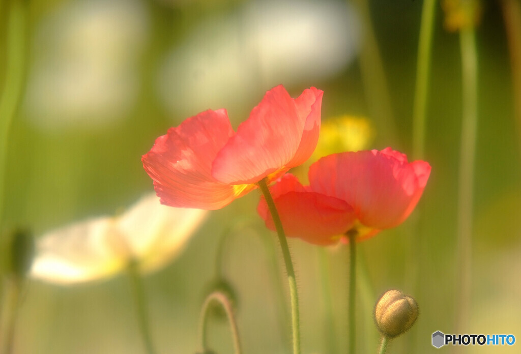 ふたりなら❁絆