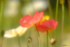 ふたりなら❁絆