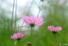 Three sisters・華