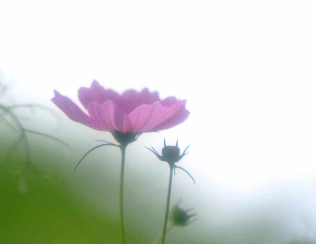 薄化粧・こすもす