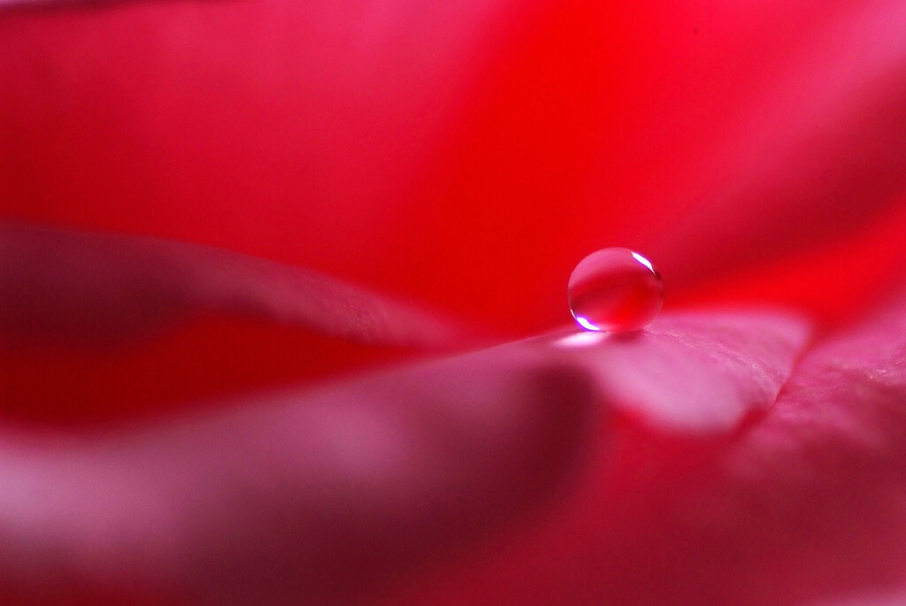 情熱の雫✿皐月2025