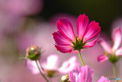 October lights✿艶姫