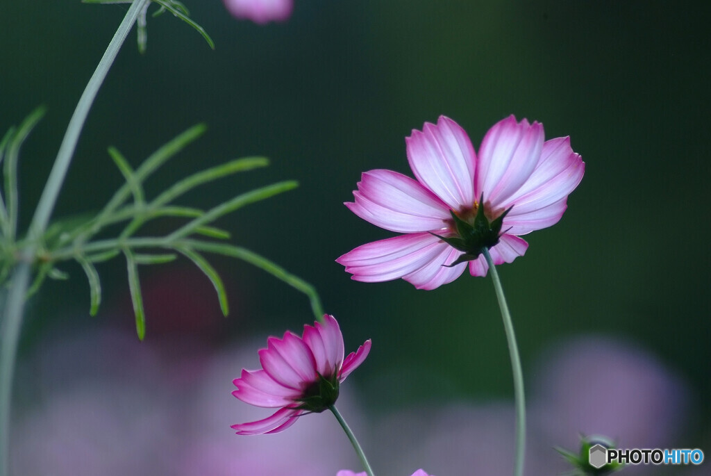 November Afternoon❁凛として