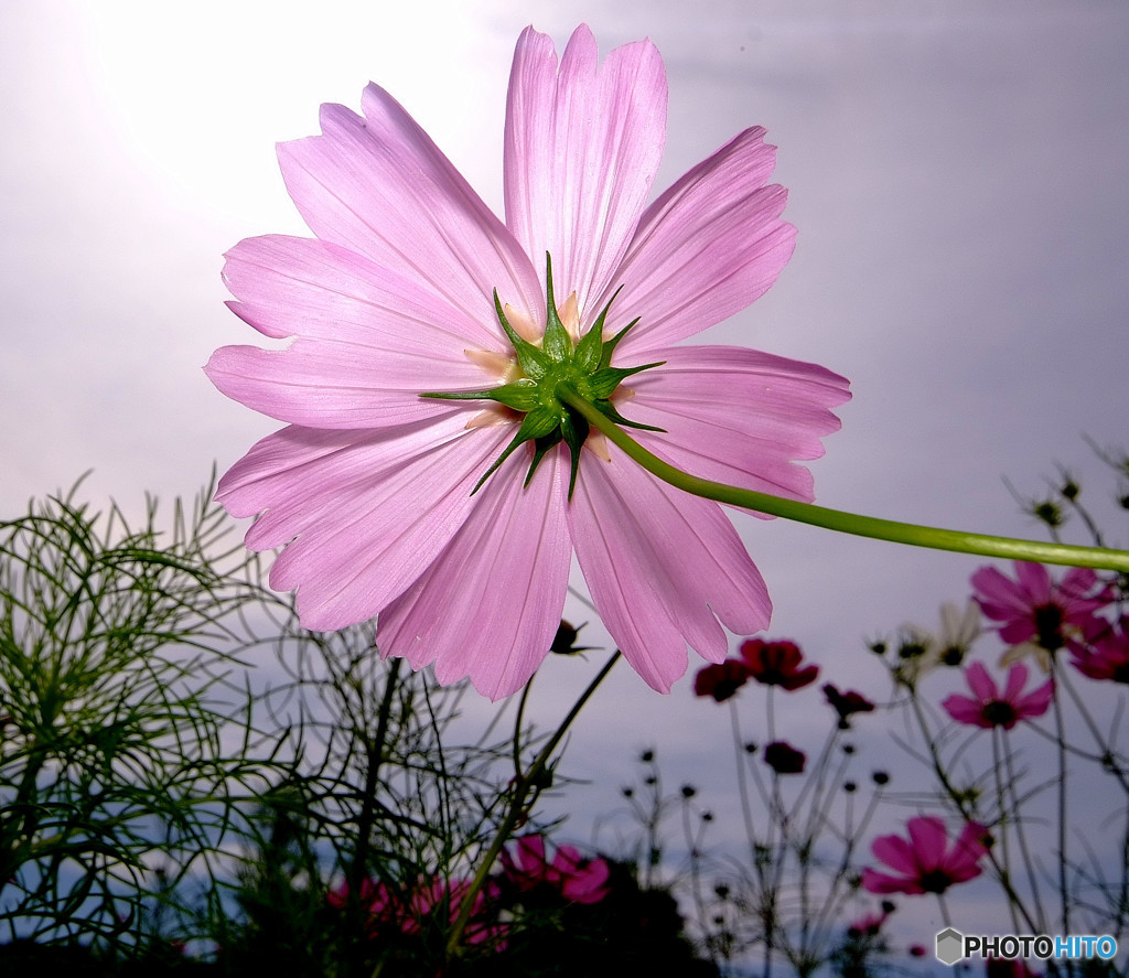 秋の太陽・秋桜