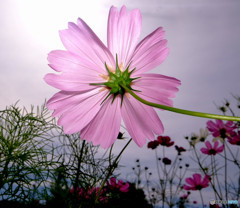 秋の太陽・秋桜