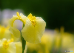 やすらぎの時・華