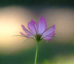 静寂・こすもす