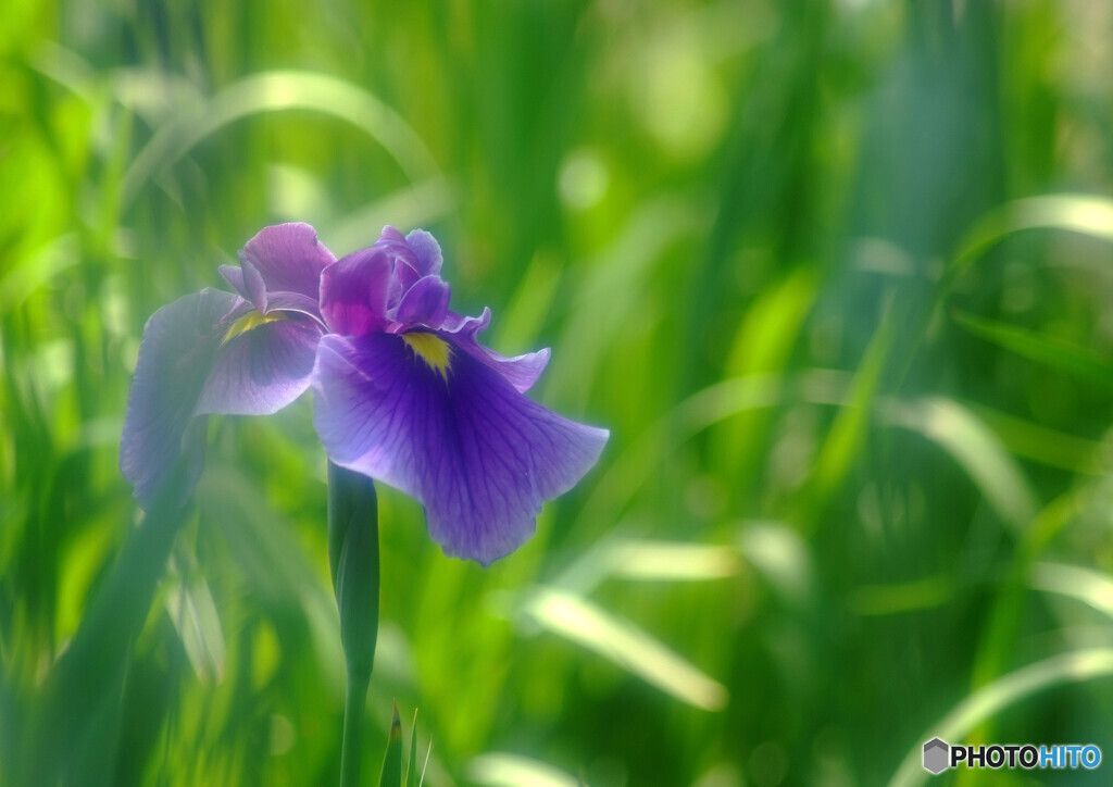 June afternoon✿やすらぎ