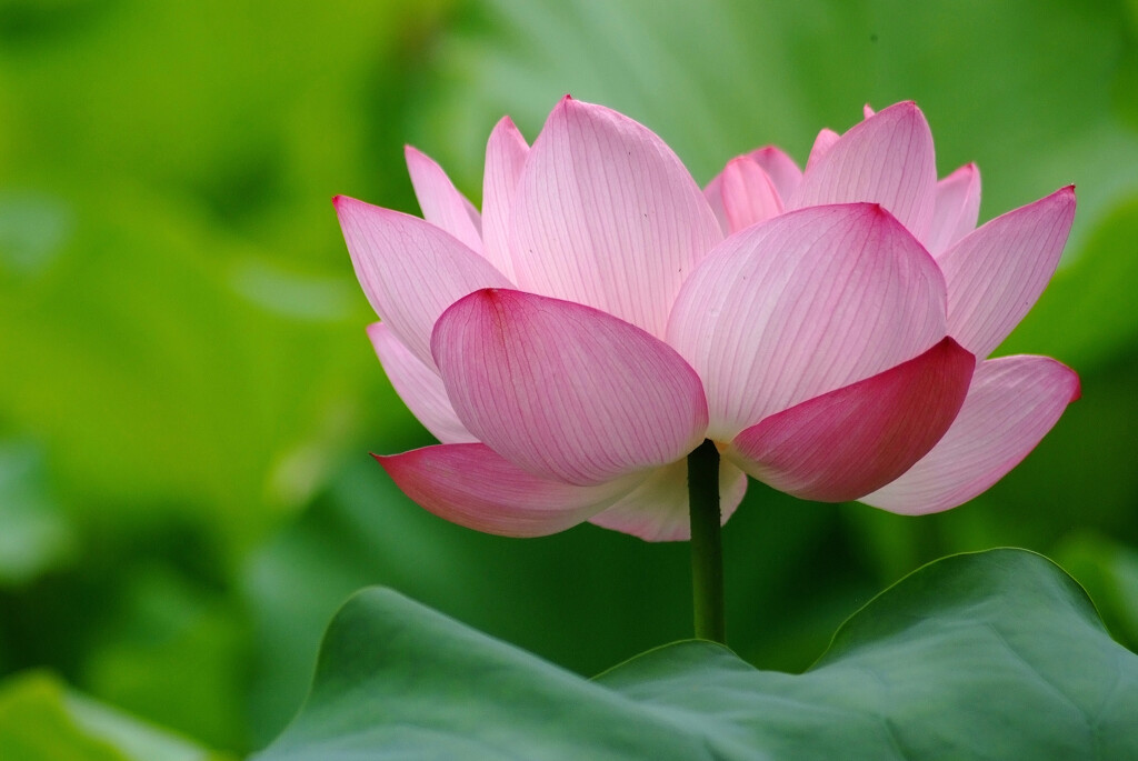 我が人生✿蓮華物語2025