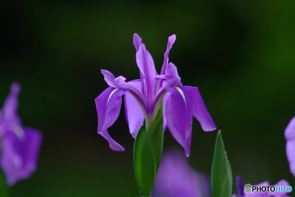 秘密の花園❁杜若2024