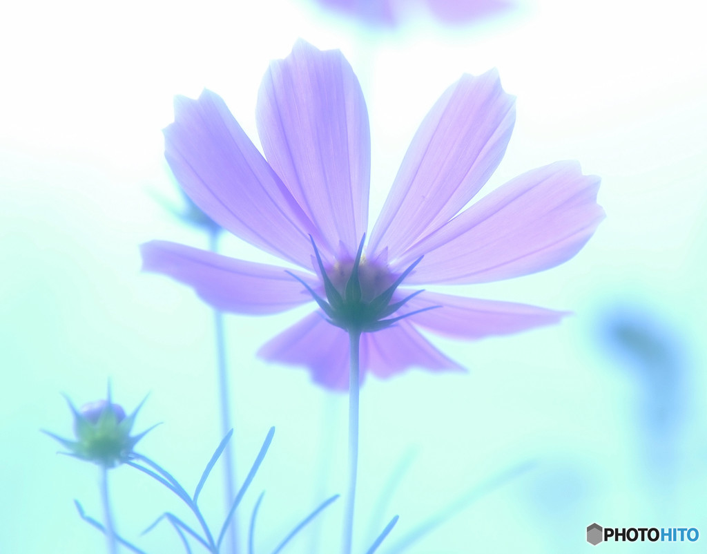 夢の序章・華