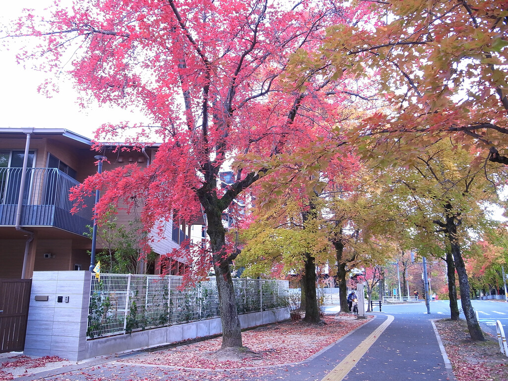 学び舎の下で❁紅葉