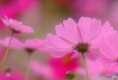 華やかに美しく✾秋桜