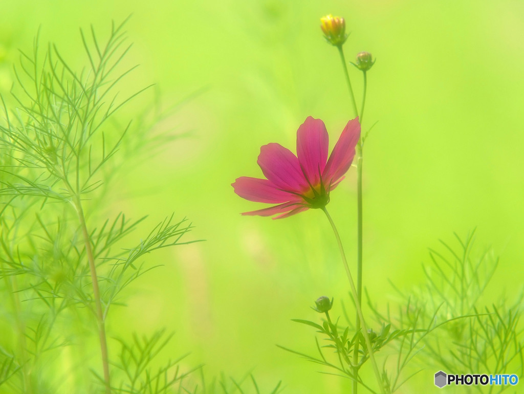 美・秋桜