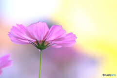 秋の気配✿こすもす