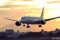 1月の誘惑✈JAL Dreamliner